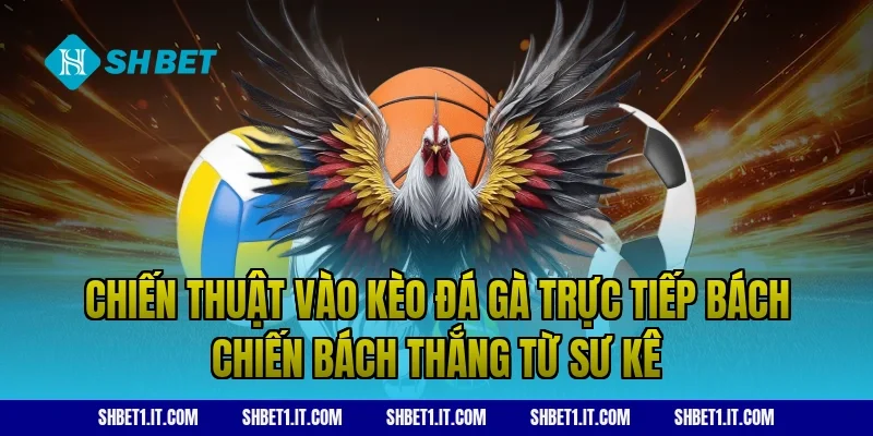 Chiến thuật vào kèo đá gà trực tiếp bách chiến bách thắng từ sư kê