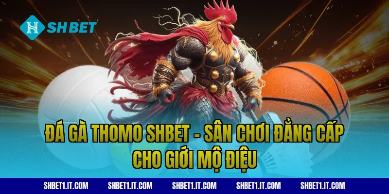 Đá gà Thomo SHBET – Sân chơi đẳng cấp cho giới mộ điệu