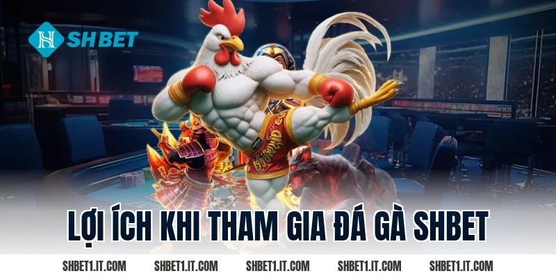 Lợi ích khi tham gia Đá gà SHBET